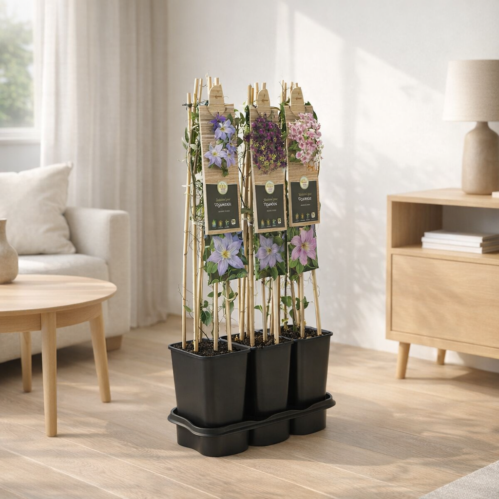 MixTray Clematis +3.0 Étiquette - Ø17cm - ↕75cm en situation
