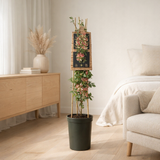Lonicster Per. «SEROTIN '+3.0 Label - Ø17cm - ↕75cm en situation