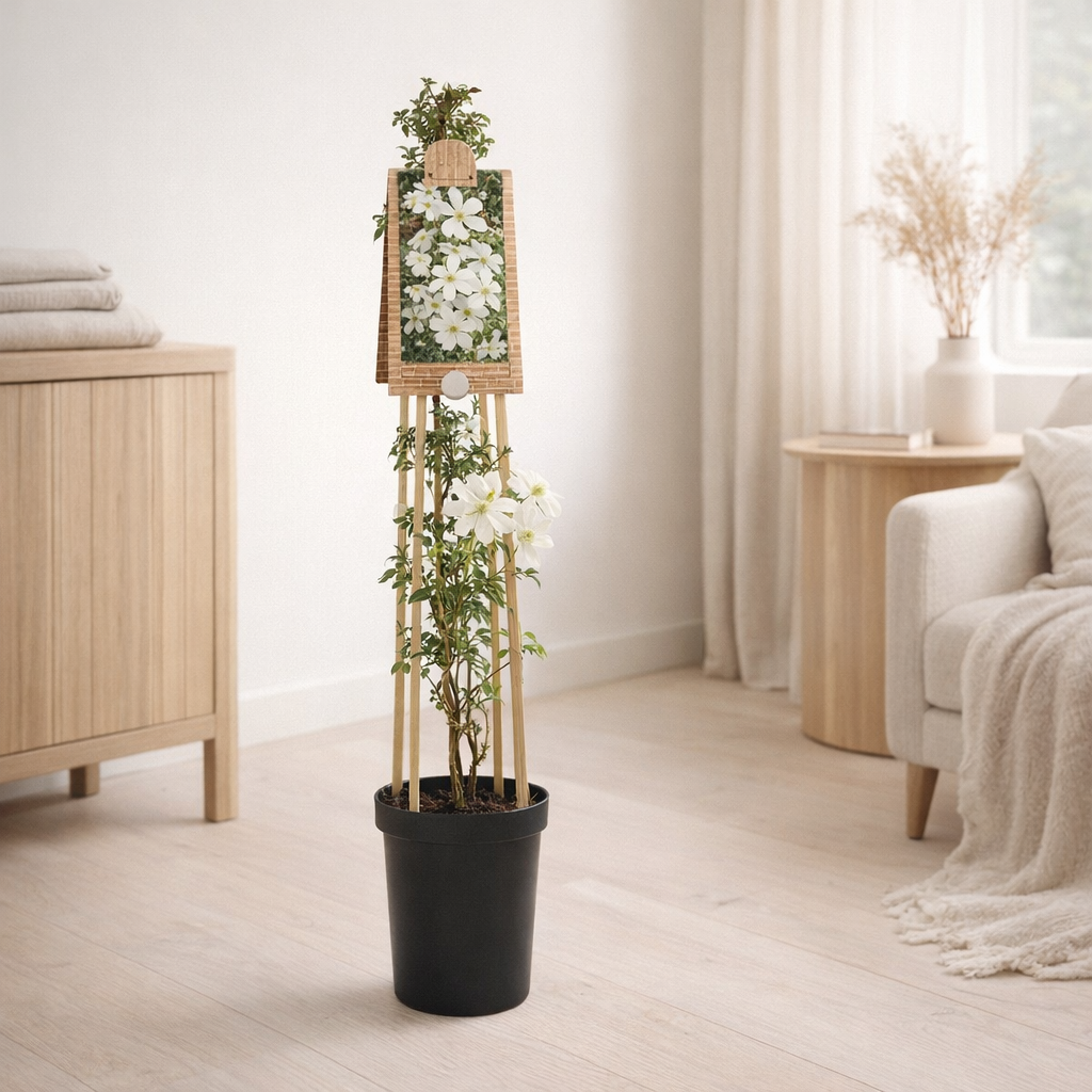 Clematis 'Early Sensation' +3.0 Étiquette - Ø17cm - ↕75cm en situation