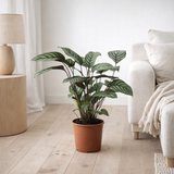 Ctenanthe setosa compactstar - Ø17cm - ↕55cm en situation