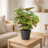 Calathea makoyana Ø14 cm hauteur 45 cm en situation