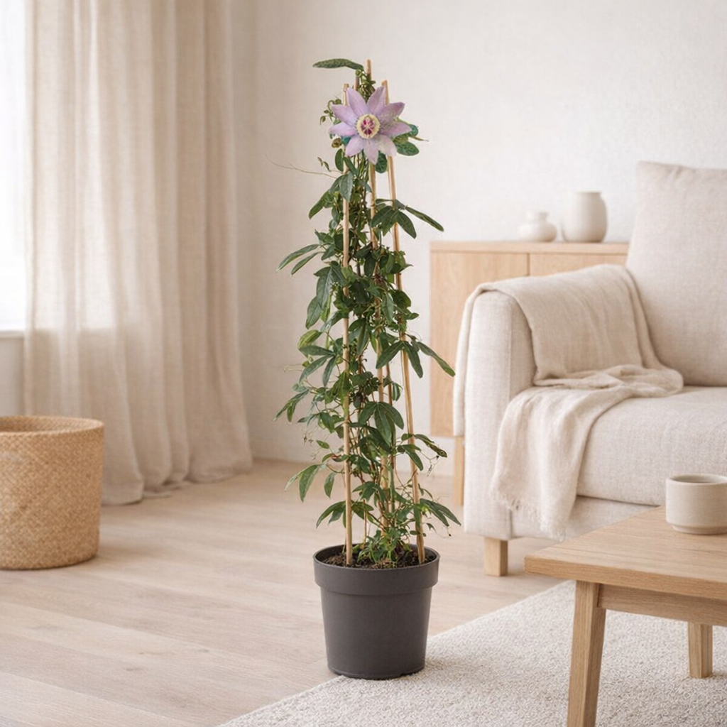 Passiflora Amethyst sur pyramide - Ø17 cm - ↕70 cm en situation
