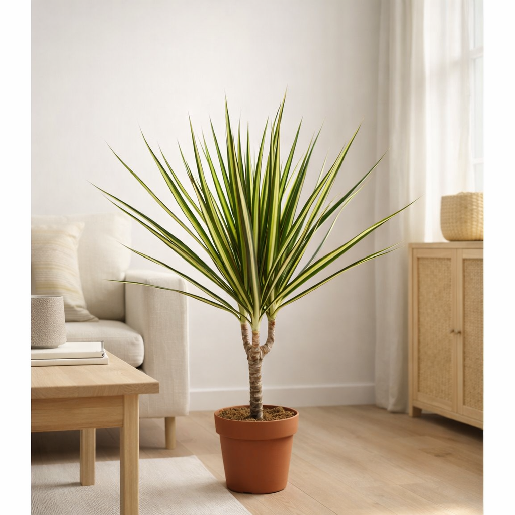 Dracaena Sunray Single Stam - Ø12cm - ↕50cm en situation