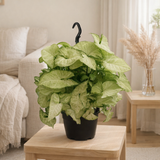 Syngonium White Butply Ø19 cm hauteur 45 cm en situation