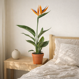 Strelitzia Queen avec fleur artificielle Ø13 cm Hauteur 35 cm en situation