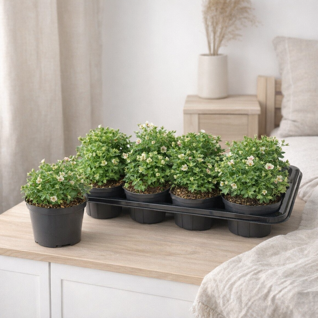 Saxifraga Picotee - Ø13cm - ↕20cm en situation