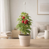 Framboisier Rubus idaeus 'Willamette' - Ø17 cm - ↕75 cm en situation
