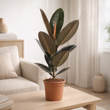 Ficus Elastica Abidjan - Ø17cm - ↕60cm en situation