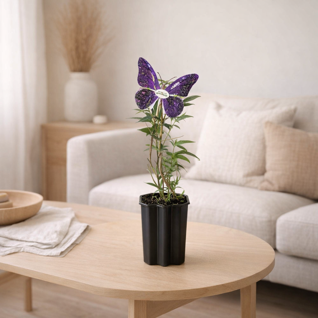 Plante Buddleja Davidii 'Black Knight' violet Ø15 cm 55 cm en situation