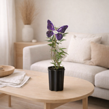 Plante Buddleja Davidii 'Black Knight' violet Ø15 cm 55 cm en situation