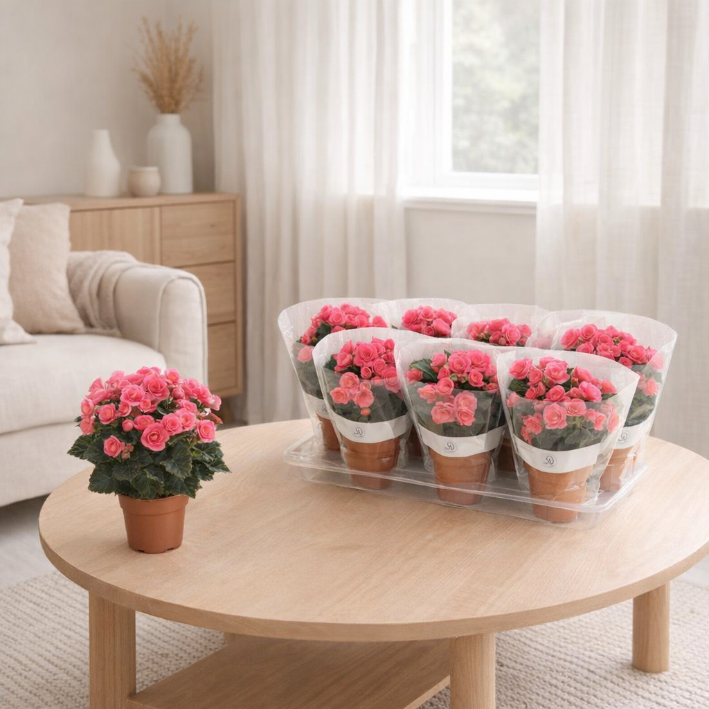 Begonia Adonia P14 Dolc'amore® Flair - Ø14cm - ↕31cm en situation
