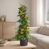 Thunbergia Pyramid orange en situation