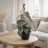 Philodendron 'Brandtianum' Pot suspendu - Ø15cm - ↕40cm en situation