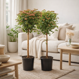 Viburnum tinum op stam - Ø21cm - ↕100cm en situation