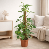 Monstera Minima - Ø19cm - ↕80cm en situation