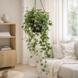 Hedera Helix jaune Ø19 cm en situation