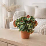 Begonia Cleopatra - Ø10,5cm - ↕15cm en situation