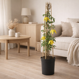 Clematis tangutica + Light Label - Ø17cm - ↕75cm en situation