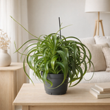 Chlorophytum com Green Bonnie Ø19 cm en situation