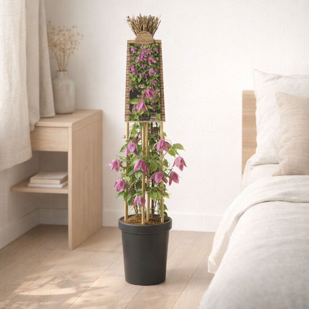 Clematis alp. «Ruby '+3.0 Label - Ø17cm - ↕75cm en situation