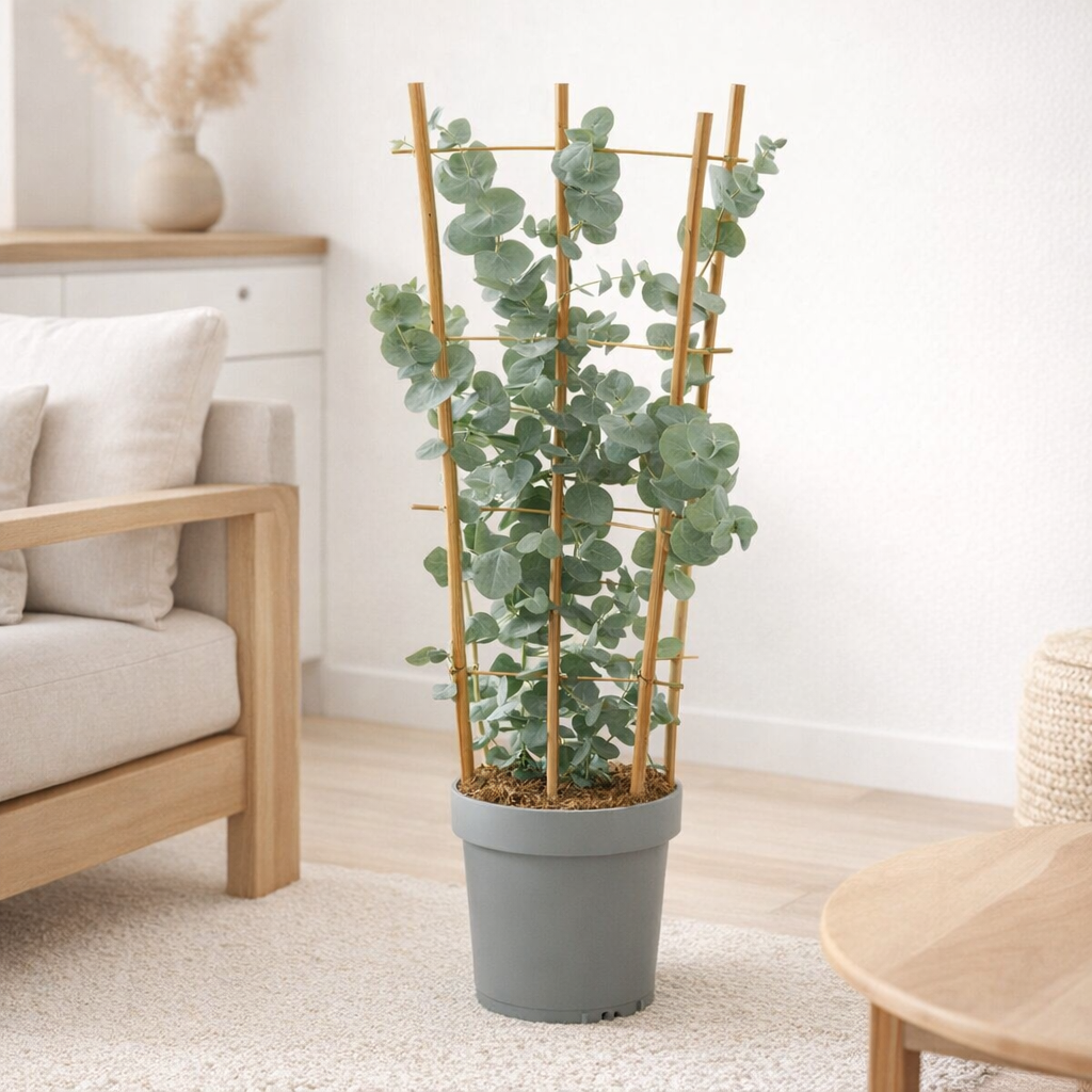 Eucalyptus cinerea argenté Ø17 cm en situation