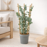 Eucalyptus cinerea argenté Ø17 cm en situation