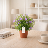 Campanula P12 - Ø12cm - ↕22cm en situation