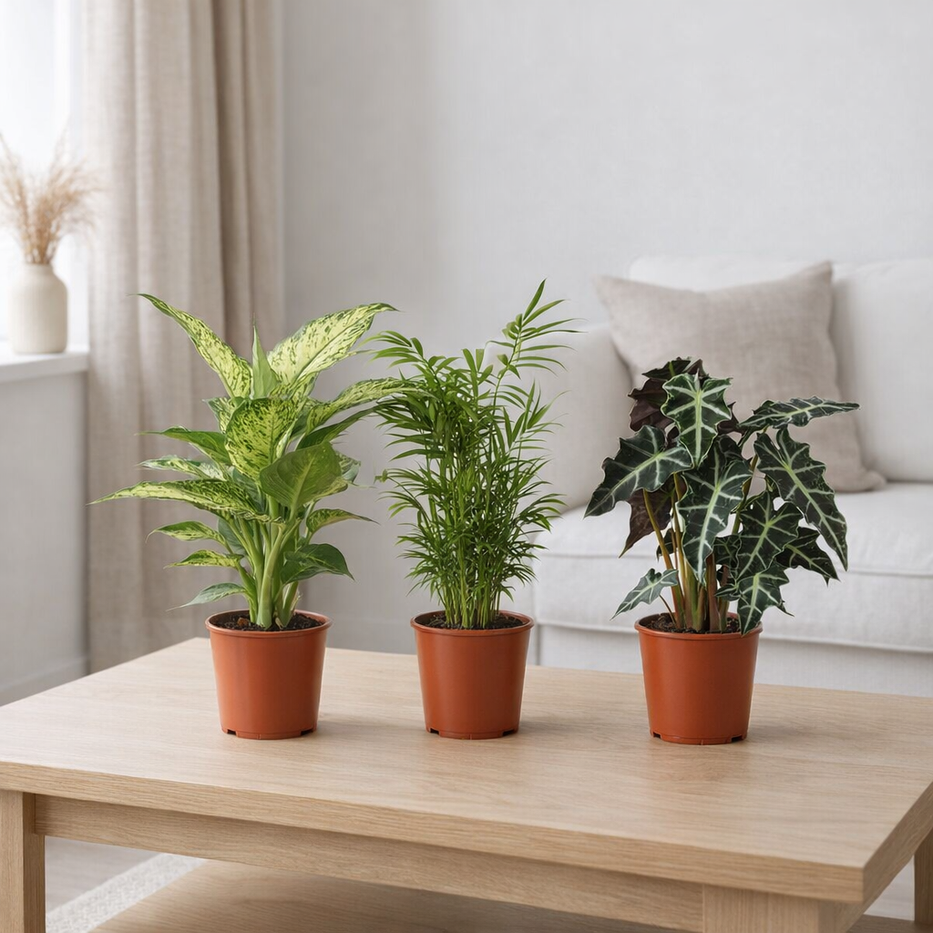 Mélange de Plantes d'Intérieur - 3 pièces - Ø17cm - ↕45-55cm en situation