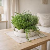 Mélange d'herbes sur un plateau en zinc (7 plantes) - Ø25 cm - ↕20cm en situation