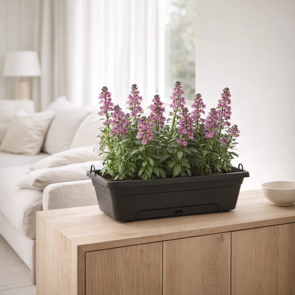 Bol décoratif noir avec Erytimic Linifolium mauve en situation