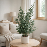 Eucalyptus Guni - Ø23cm - ↕65cm en situation