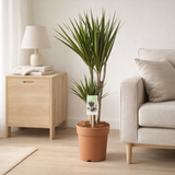 Dracaena Marginata 30-15 - Hauteur 75-85 - Ø17cm - ↕75cm en situation