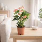 Anthurium Spirit in Transparente Sleeve - Ø12cm - ↕37cm en situation