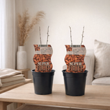 Lycium sweet goji (Gojibes) - 2 pièces - Ø12cm - ↕30cm en situation