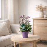 Lac de Limonium Salt - Ø19cm - ↕60cm en situation