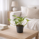 Epipremnum doré Ø10 cm en situation