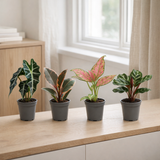 Baby Plants Surprise Box - Ø6cm - ↕12cm - x4 en situation