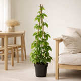 Parthenossus tricuspidata 'Fenway Park' - Yellow -Green Wilderd - Ø15cm - ↕65cm en situation