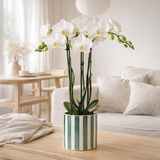 Orchidée Phalaenopsis blanche Amabilis avec pot vert rayé - Ø9 cm en situation