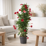 Dipladenia Sundaville rouge en situation