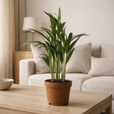Dypsis Lutescens - Areca - Ø12cm - ↕40cm en situation