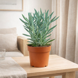 Curio Ficoides Mount Everest 12cm - Ø12cm - ↕24cm en situation