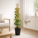Rubus Idaeus 'Fallgold' + Light Label - Ø17cm - ↕75cm en situation