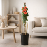 Campsis T. 'Madame Galen' + Light Label - Ø17cm - ↕75cm en situation