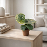 Alocasia dragon argent Ø6 cm en situation