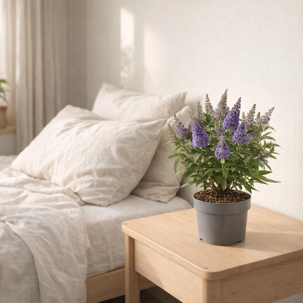 Buddleja Candy 'Little Lila' P17 (PT) - Ø17cm - ↕40cm en situation