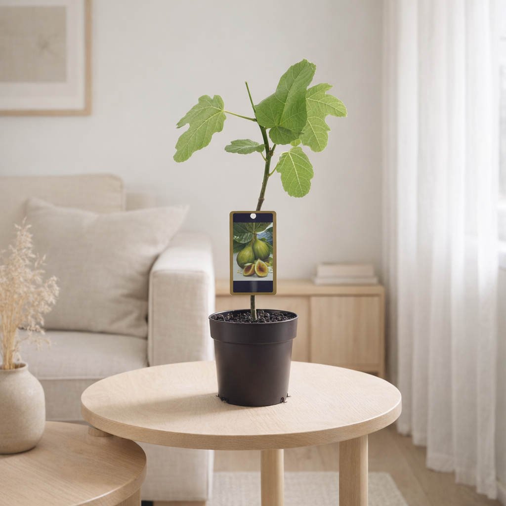 Ficus panaché Ø15 cm en situation