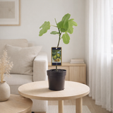 Ficus panaché Ø15 cm en situation