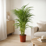 Dypsis Lutescens (Areca) - Ø21cm - ↕100cm en situation