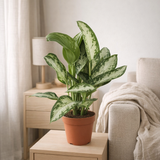 Aglaema Jubilee Compact - Ø12cm - ↕35cm en situation